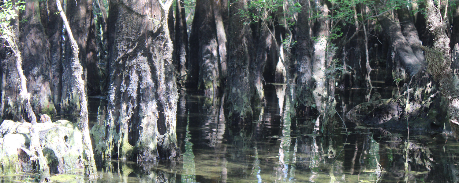 Exploring North Florida: Morrison Springs Park